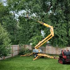 Best Tree Cabling and Bracing  in Woodmont, CT