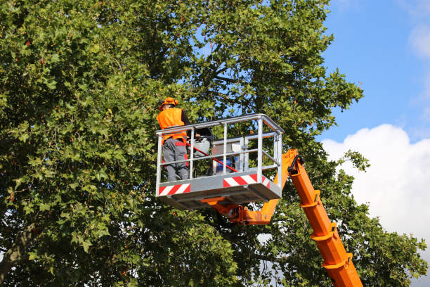 Best Tree Trimming and Pruning  in Woodmont, CT