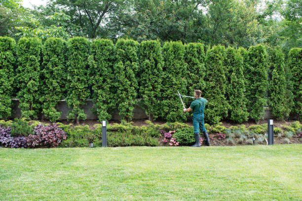 Lawn Pest Prevention in Woodmont, CT