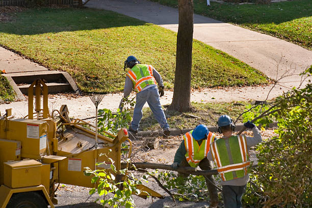 Best Storm Damage Tree Cleanup  in Woodmont, CT