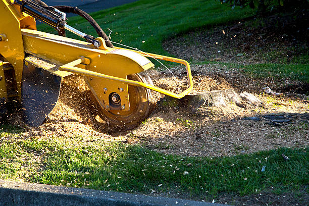 Why Choose Our Tree Removal Services in Woodmont, CT?